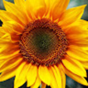 Meet your Posher, Mel